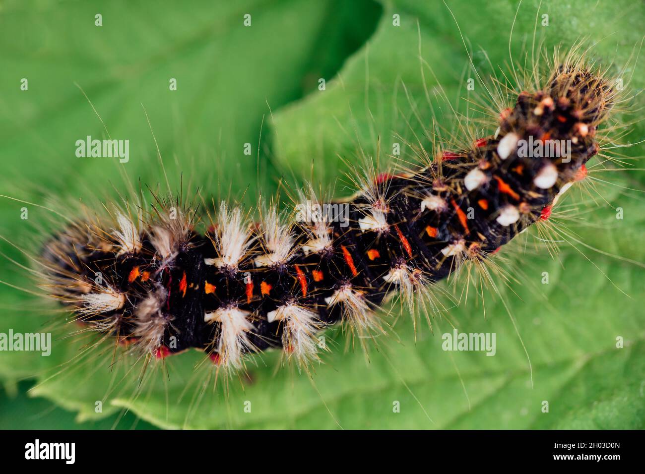 Top view grass moth, acronicta rumicis larvae, caterpillar climbing on leaves. Macro colored photo of animal Stock Photo