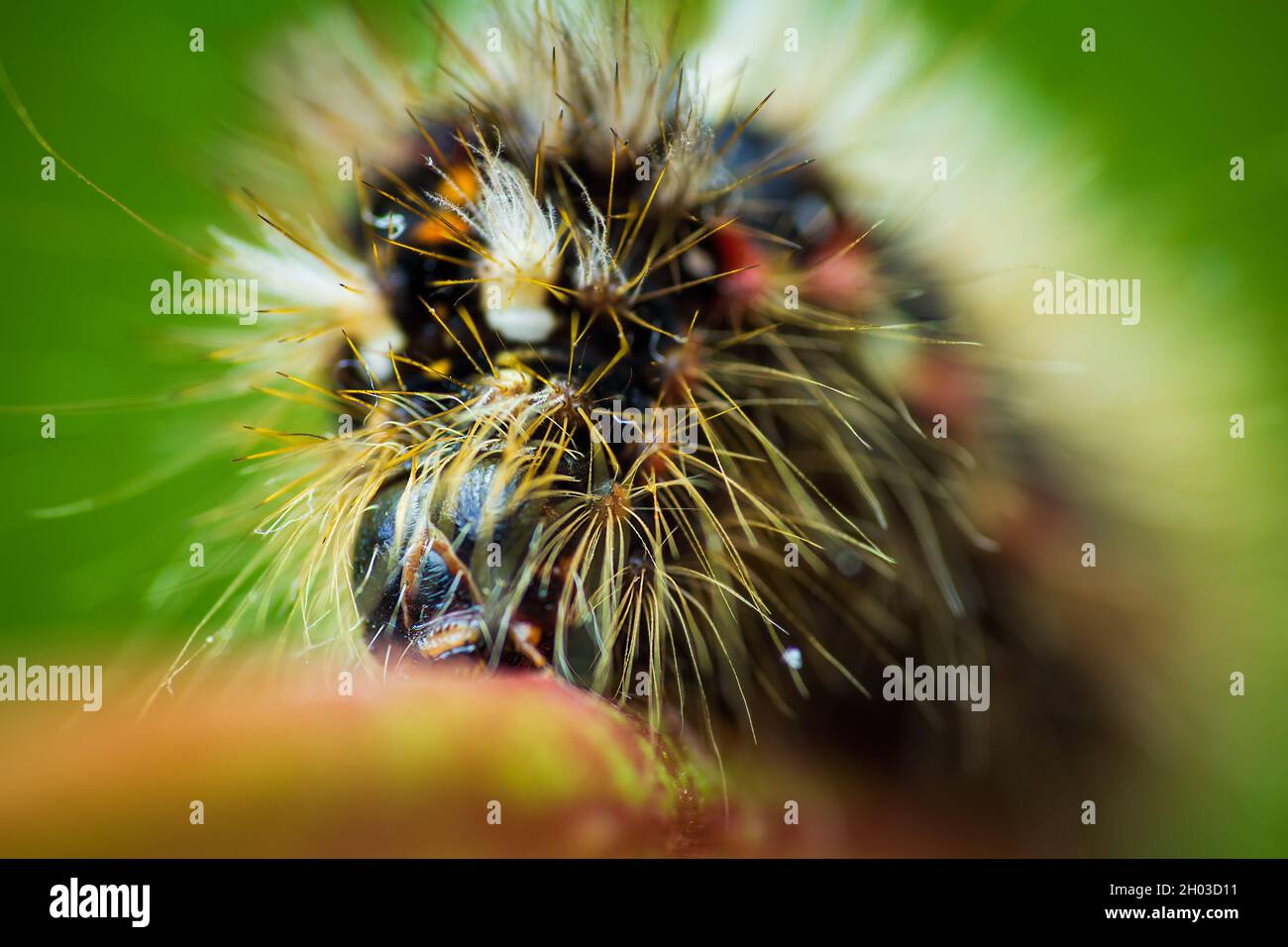 Grass moth, acronicta rumicis larvae, caterpillar climbing on stem with green background, front view. Macro animal Stock Photo