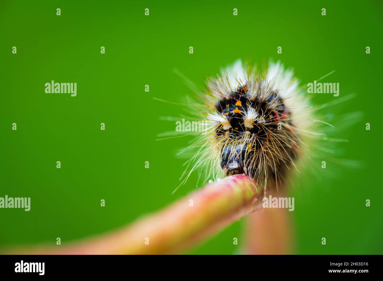 Grass moth, acronicta rumicis larvae, caterpillar climbing on stem with green background, front view. Macro animal Stock Photo