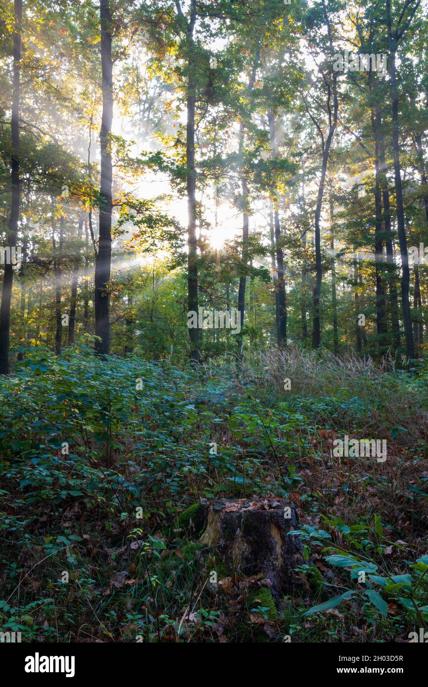 Tree forest beams god rays hi-res stock photography and images - Alamy