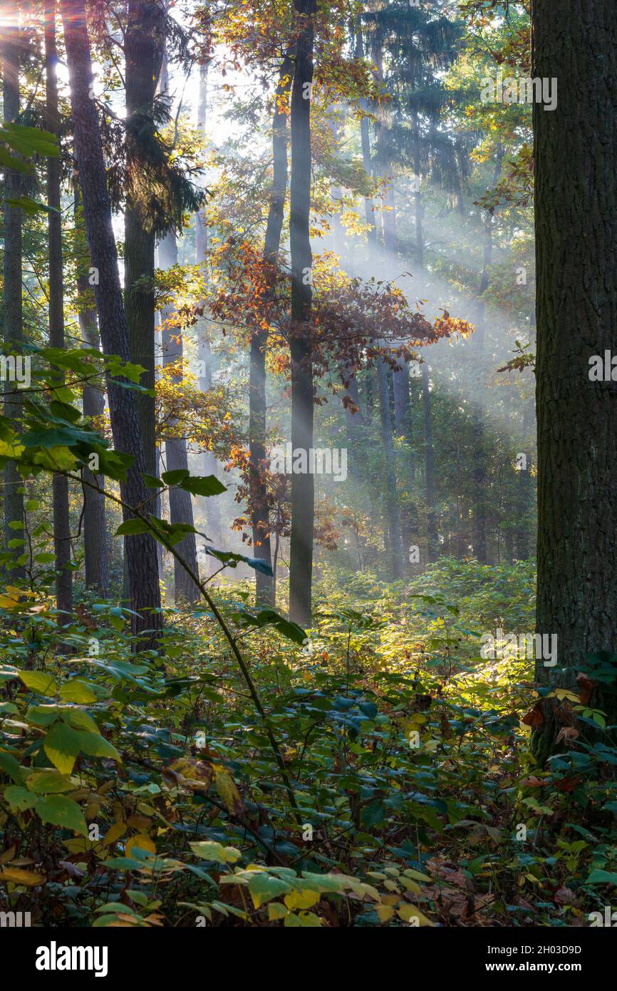 Tree forest beams god rays hi-res stock photography and images - Alamy