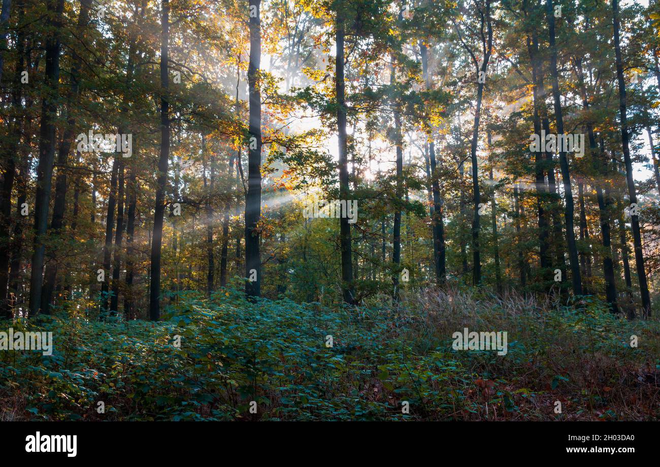 Autumn colorful foliage forest at sunrise with misty fog and sun beams ...