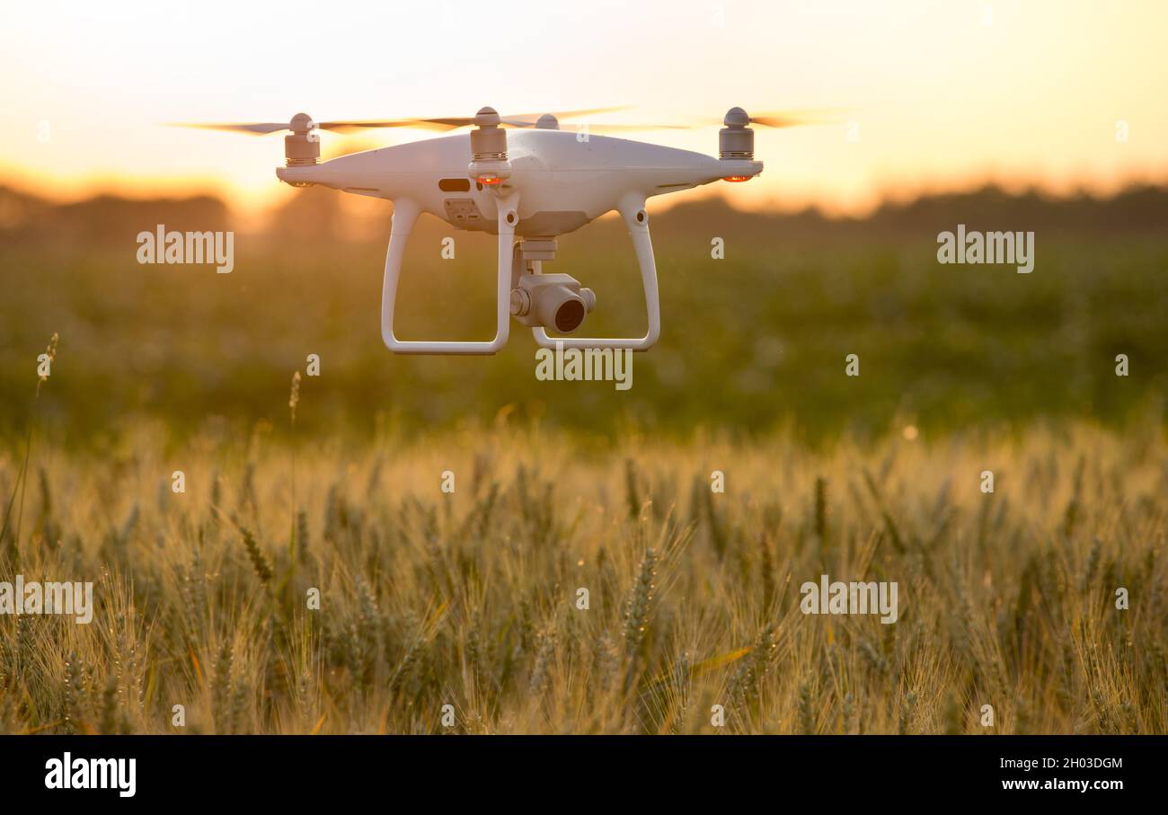 Drone flying above green barley field in early summer at sunset Stock Photo