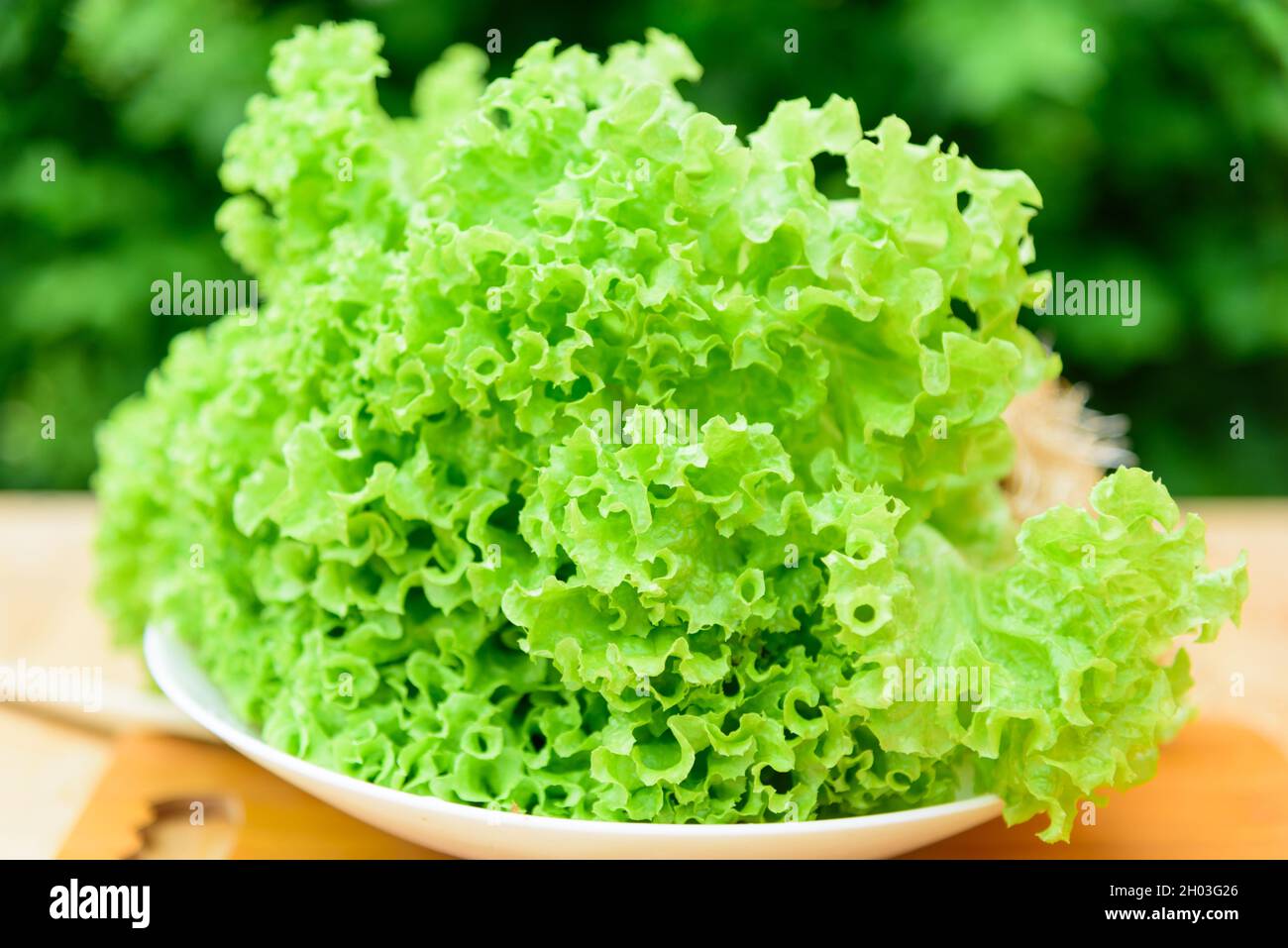 Closeup to green coral salad in dish Stock Photo Alamy