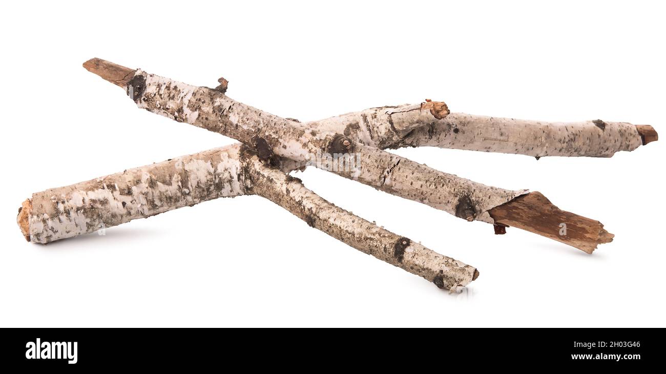Trunks of a birch isolated on a white background Stock Photo