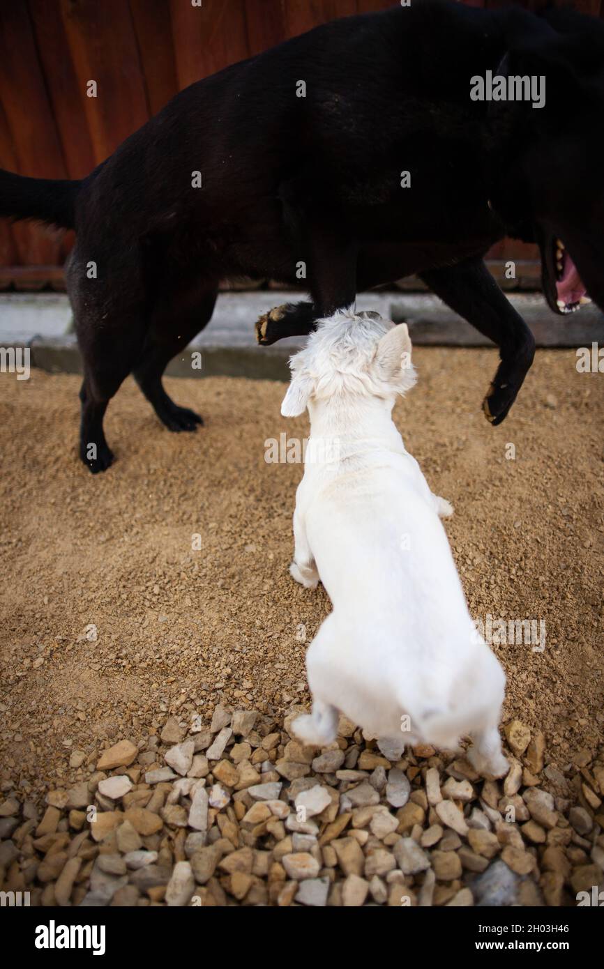 Dog attacking another dog, Dogs fighting on ground outdoors | West highland white terrier dog attacking black Labrador avoiding attack and jumping Stock Photo