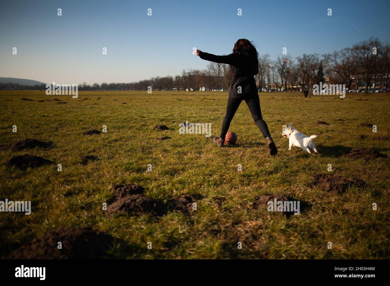 West highland white terrier dog playing a ball with his owner on grass outdoors, back view of girl kicking the ball and westie dog chasing after it Stock Photo