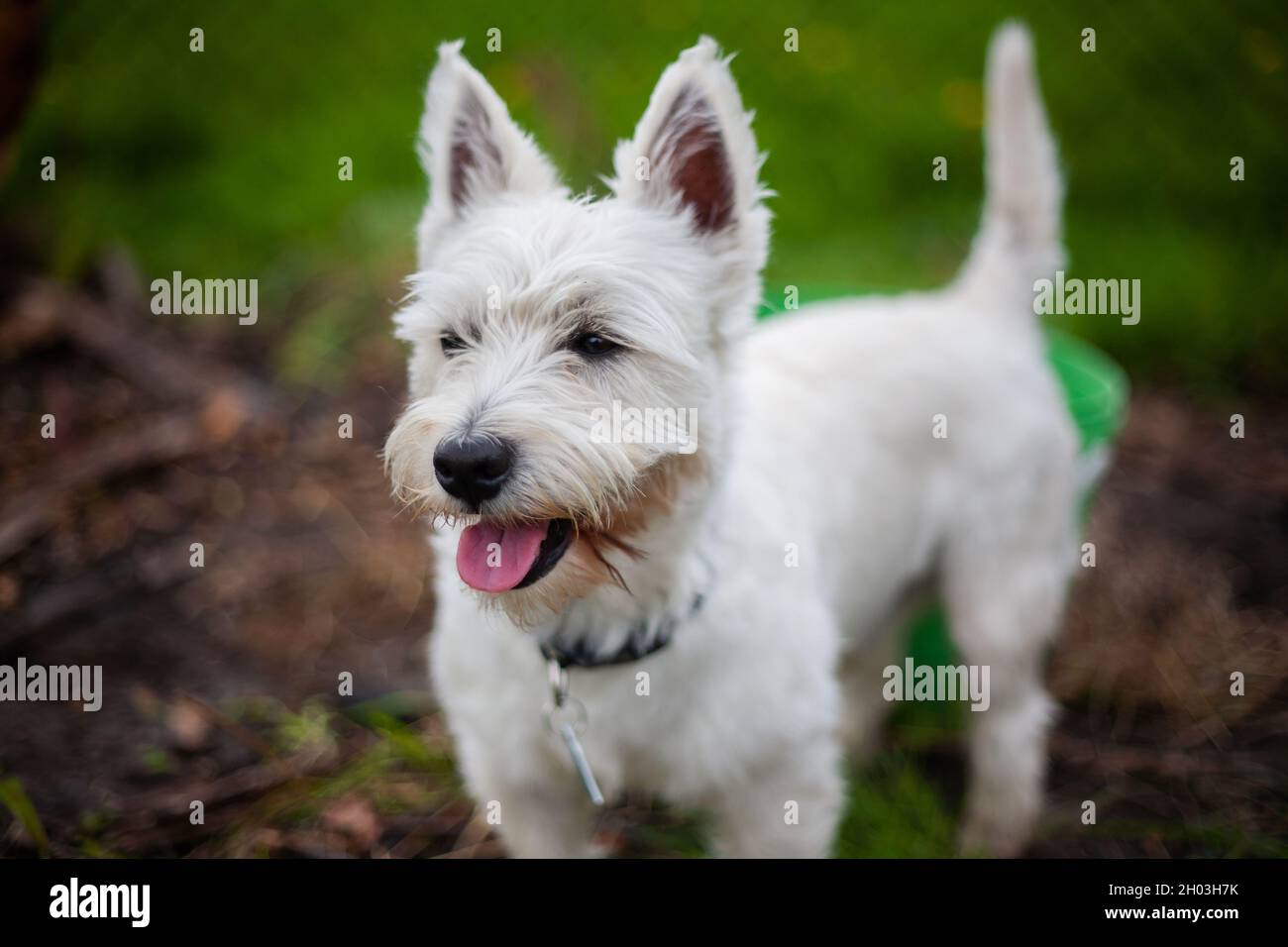 West highland white terrier dog panting after playing outdoors