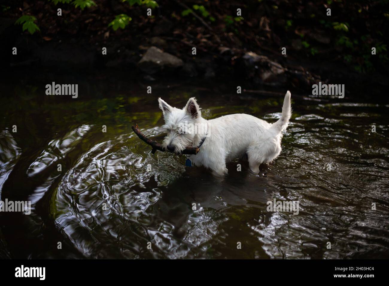 West highland white terrier dog playing with the stick in river | White dog holding stick in mouth standing  in flowing water top down view photo Stock Photo