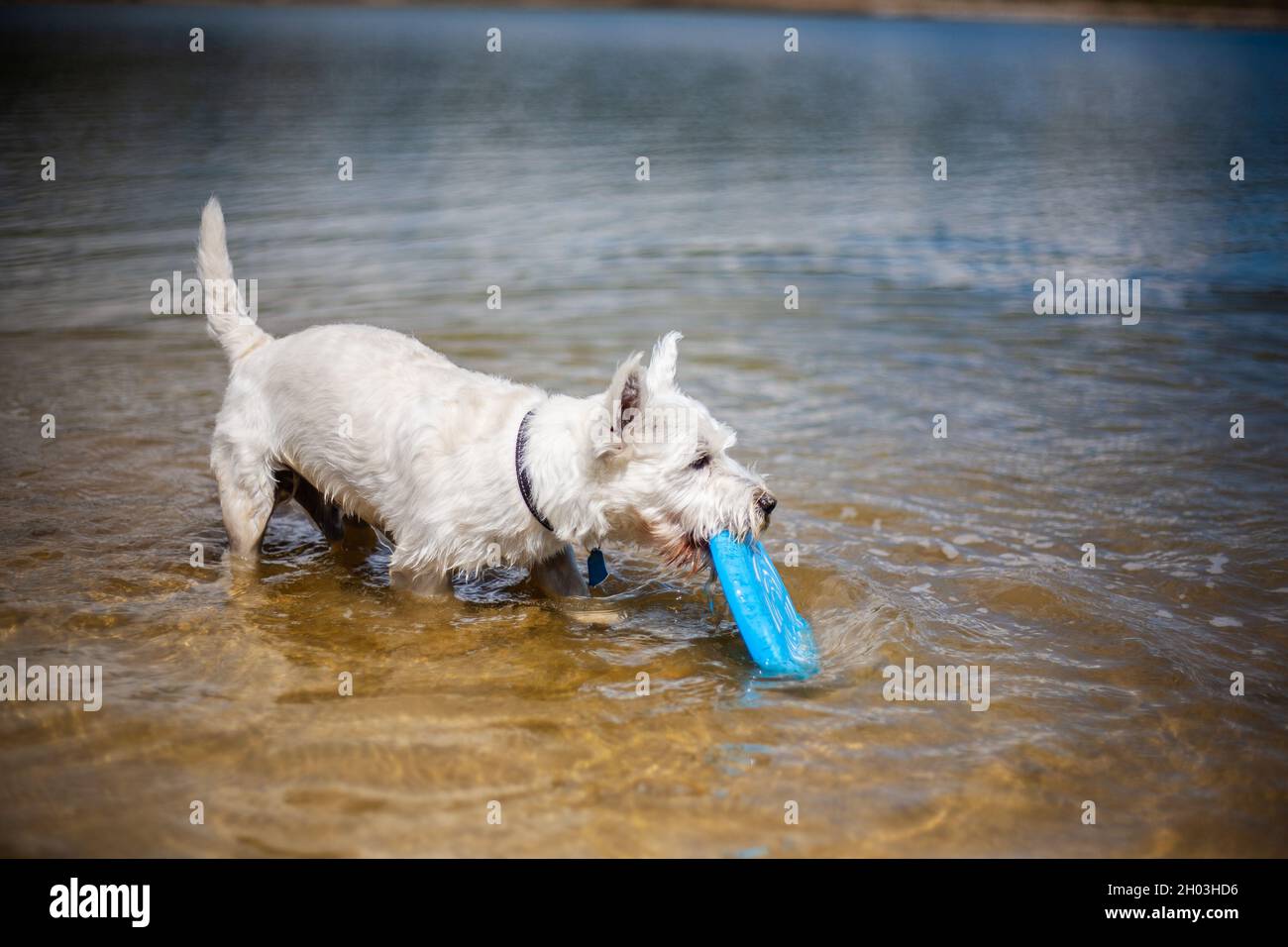 Small white dog holding flying disc in mouth in water blinking | West highland white terrier playing flying disc and fetching profile side view Stock Photo