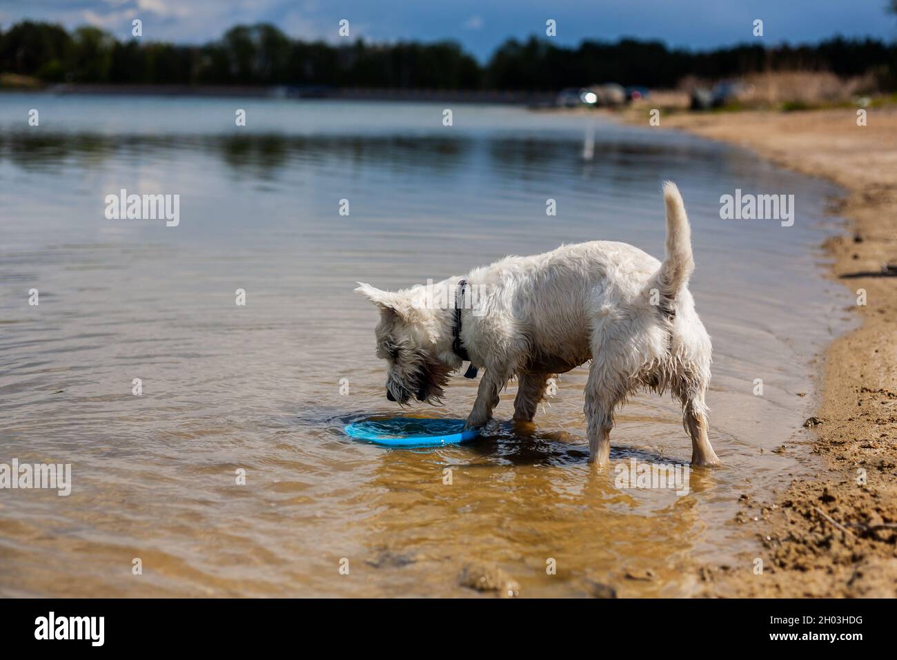 Small white dog grabbing flying disc from the water on beach lakeside | West highland white terrier playing flying disc and fetching profile side view Stock Photo
