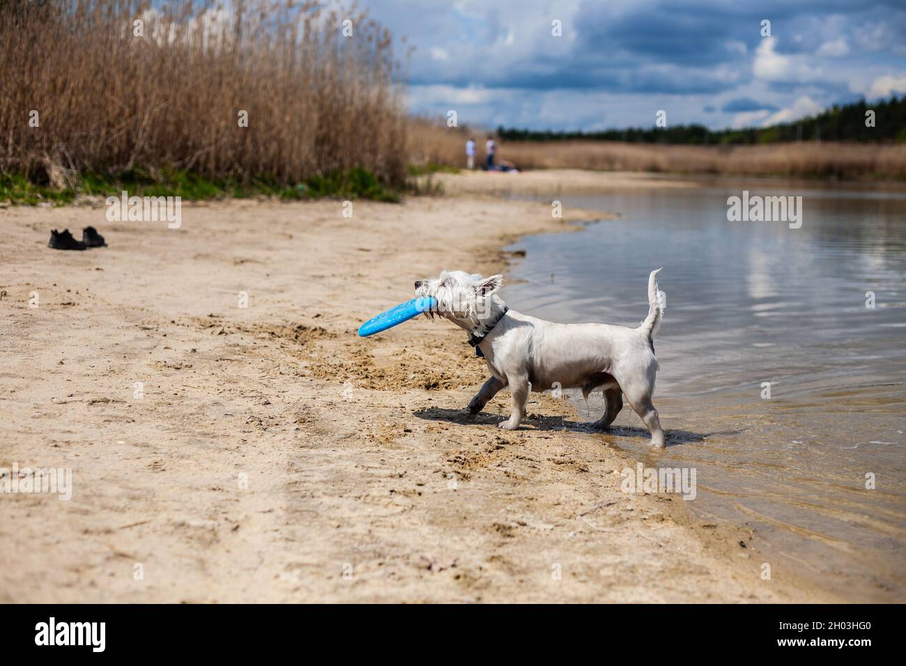 Wet small white dog coming out of water holding flying disc in mouth profile side view | West highland white terrier playing with flying disc fetching Stock Photo