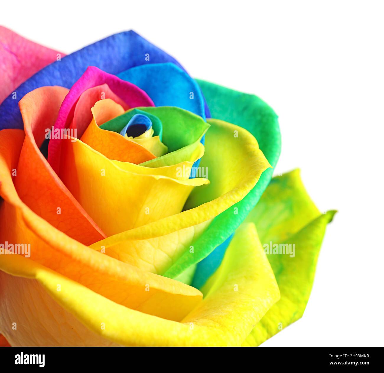 Amazing rainbow rose flower on white background Stock Photo - Alamy