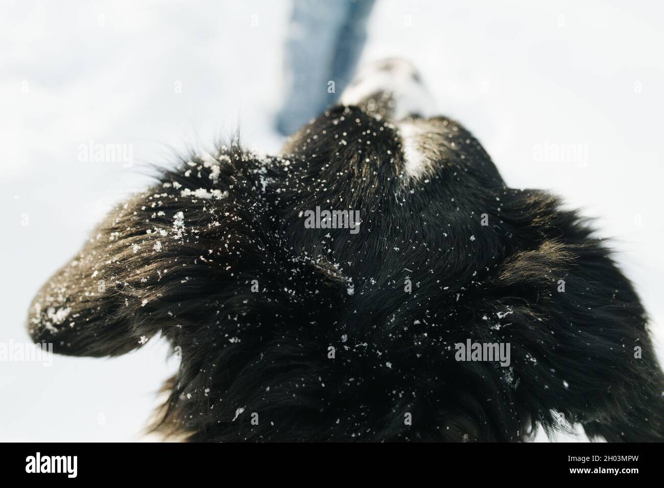 Close up of a top of landseer dog's snowy head in a blizzard. Stock Photo