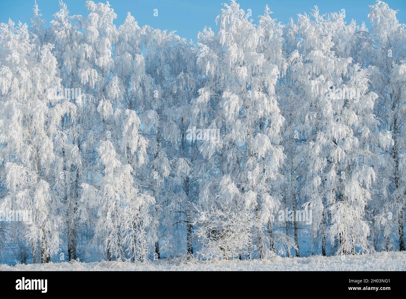 Beautiful icy trees at winter. Air moisture condensed on them because of cold. Stock Photo