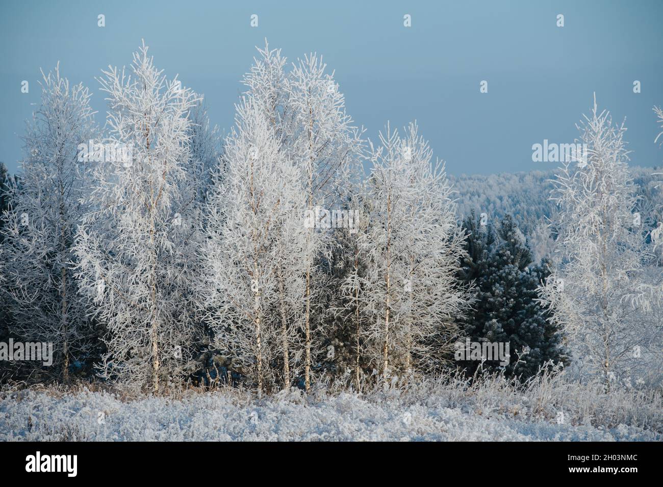 Icy trees at winter. Air moisture condensed on branches because of the cold. Stock Photo