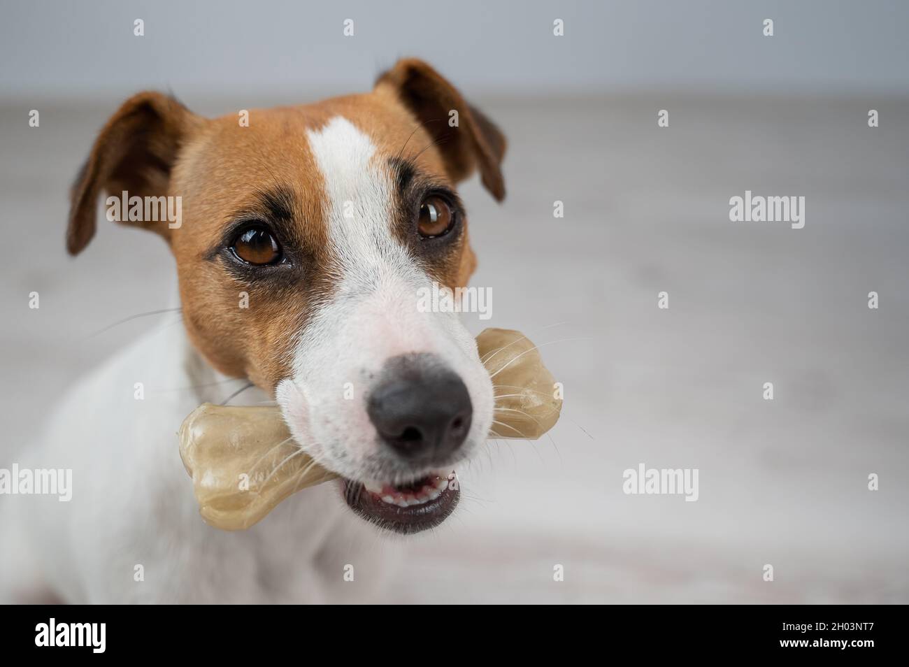 The dog holds a bone in its mouth. Jack russell terrier eating rawhide