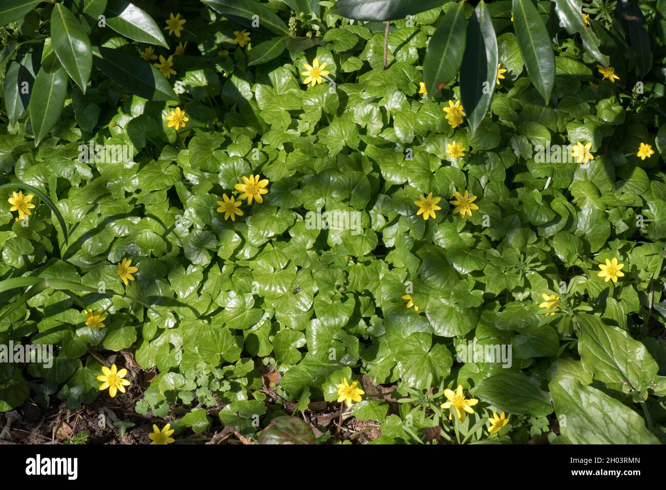 Lesser celandine (Ficaria verna) yellow, buttercup type plants plant flowering in early spring, Berkshire, March Stock Photo