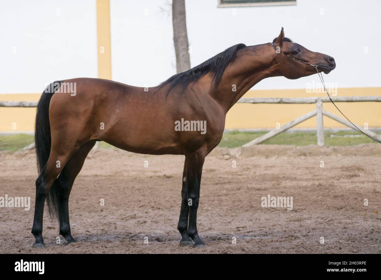 Full body portrait of a beautiful bay arabian stallion posing Stock