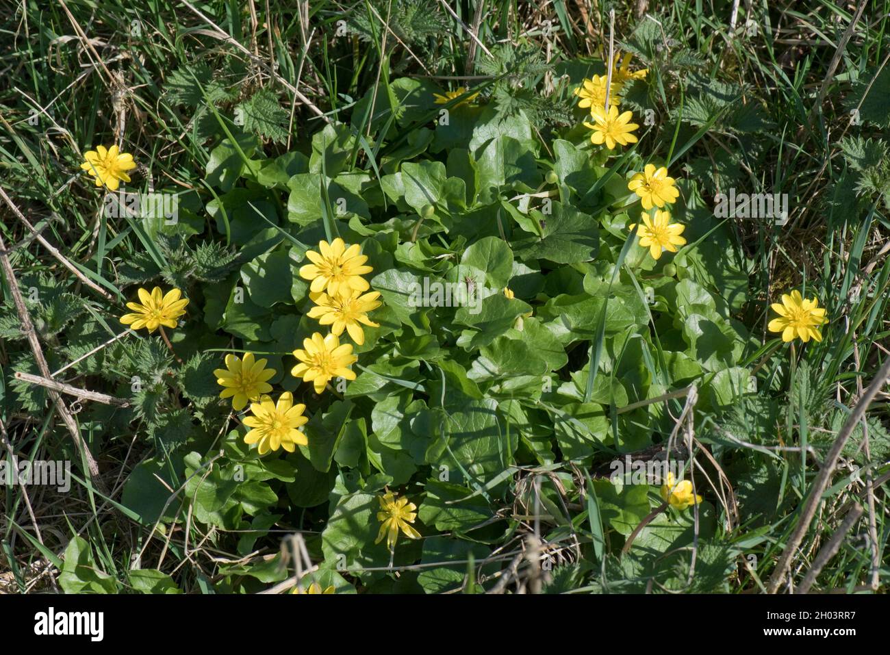Lesser celandine (Ficaria verna) yellow, buttercup type plants plant flowering in early spring, Berkshire, March Stock Photo