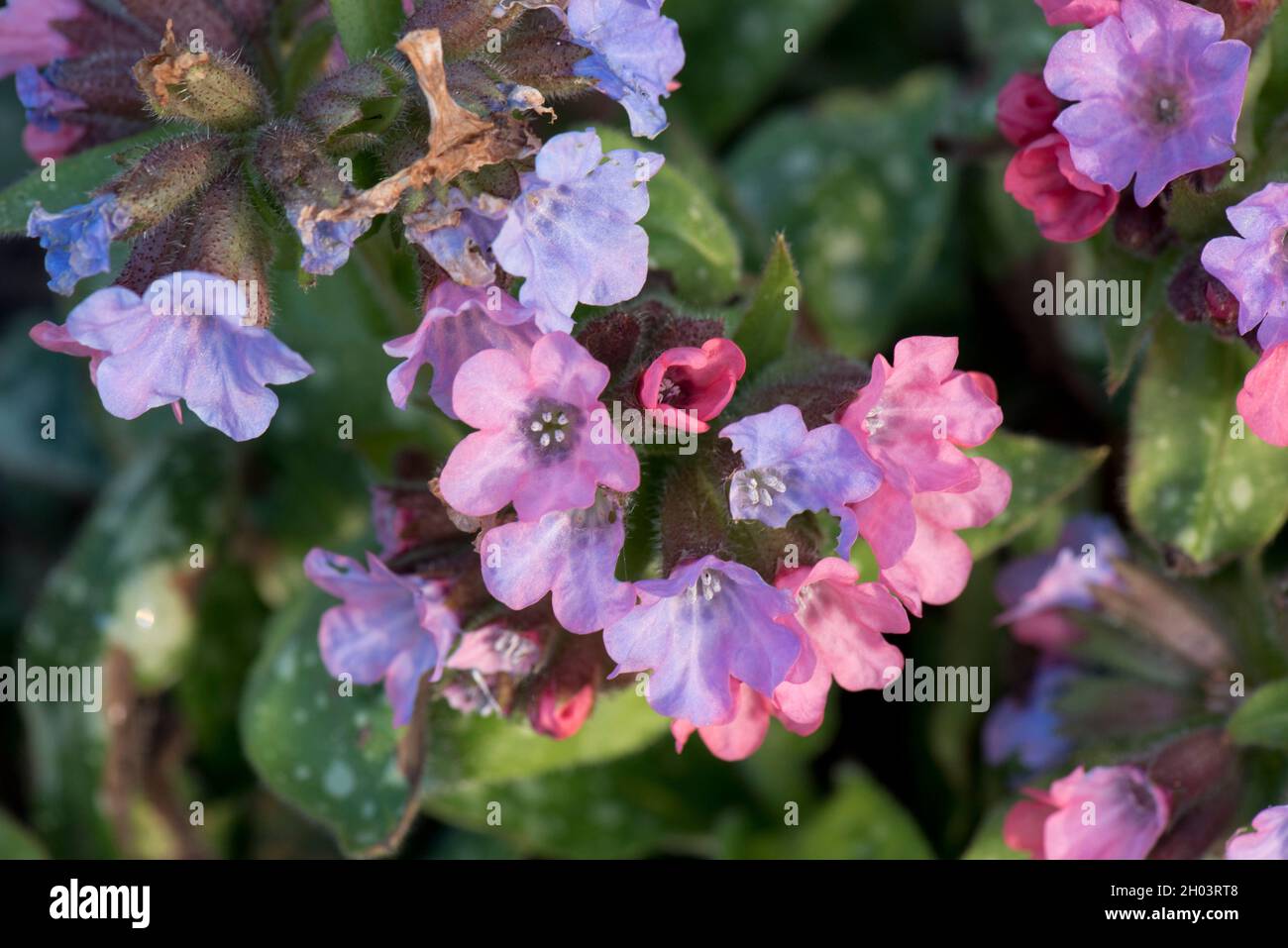 Lungwort (Pulmonaria officinalis) blue, lilac and pink flowers among spotted leaves on this garden plant, Berkshire, March Stock Photo