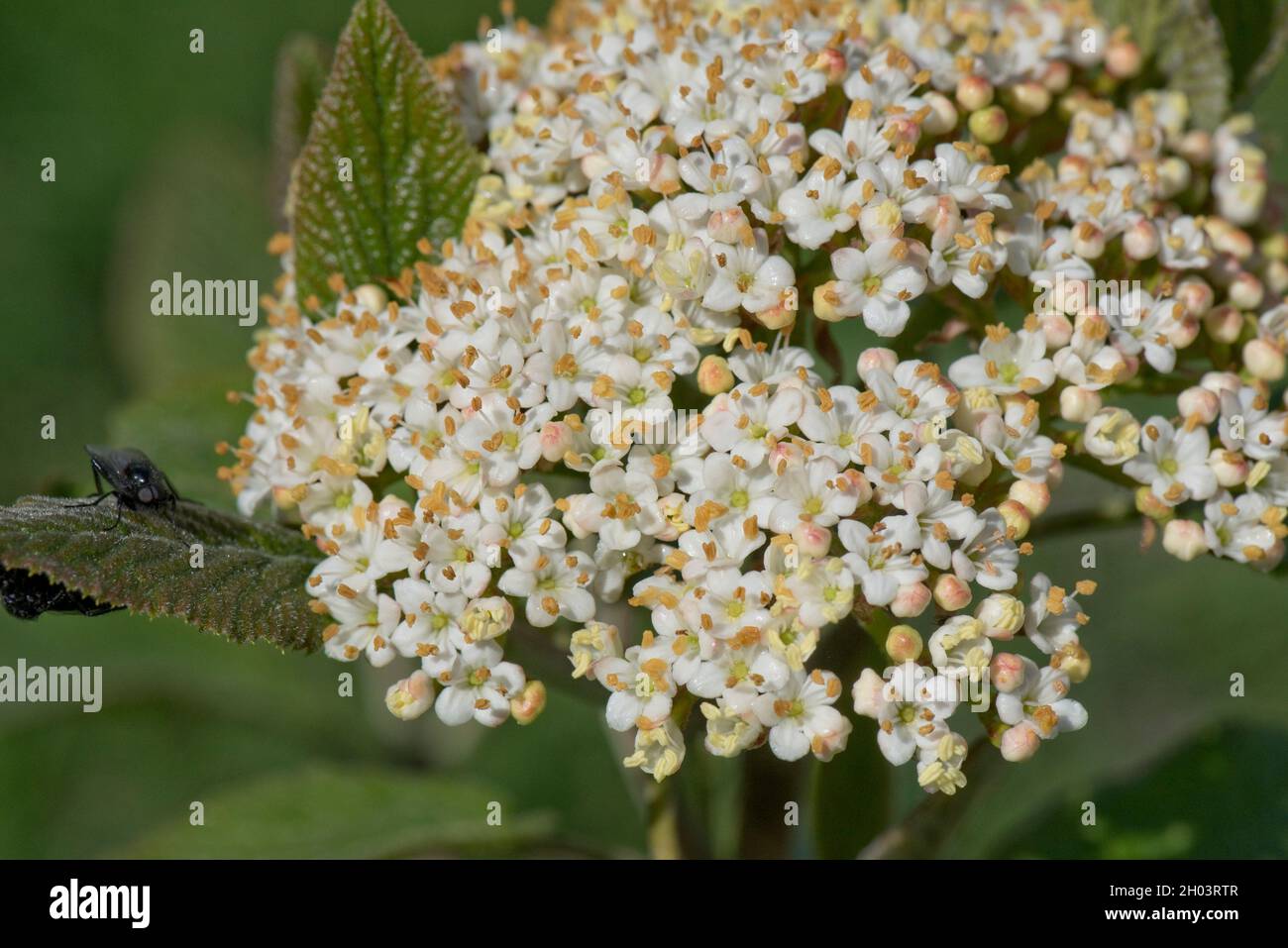 Dense white hermaphrodite flowers in a cyme of a wayfaring or wayfarer tree (Viburnum lantanum) with young spring leaves, May Stock Photo