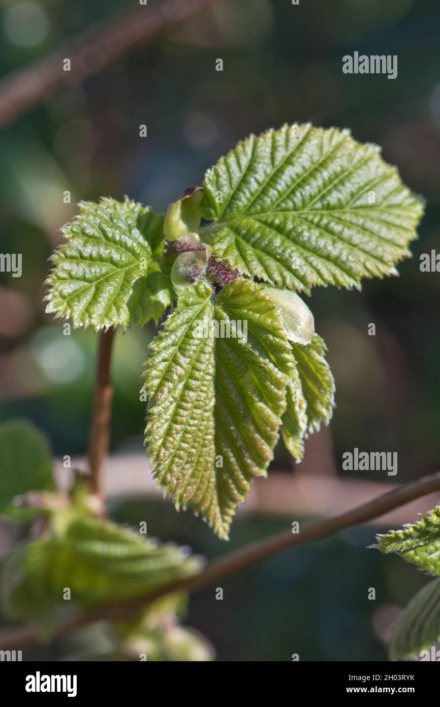 Developing and expanding double serrated leaves of common hazel (Corylus avellana) a small deciduous tree in spring, April Stock Photo