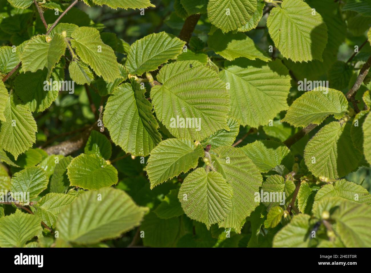 Common hazel leaf corylus avellana hires stock photography and images
