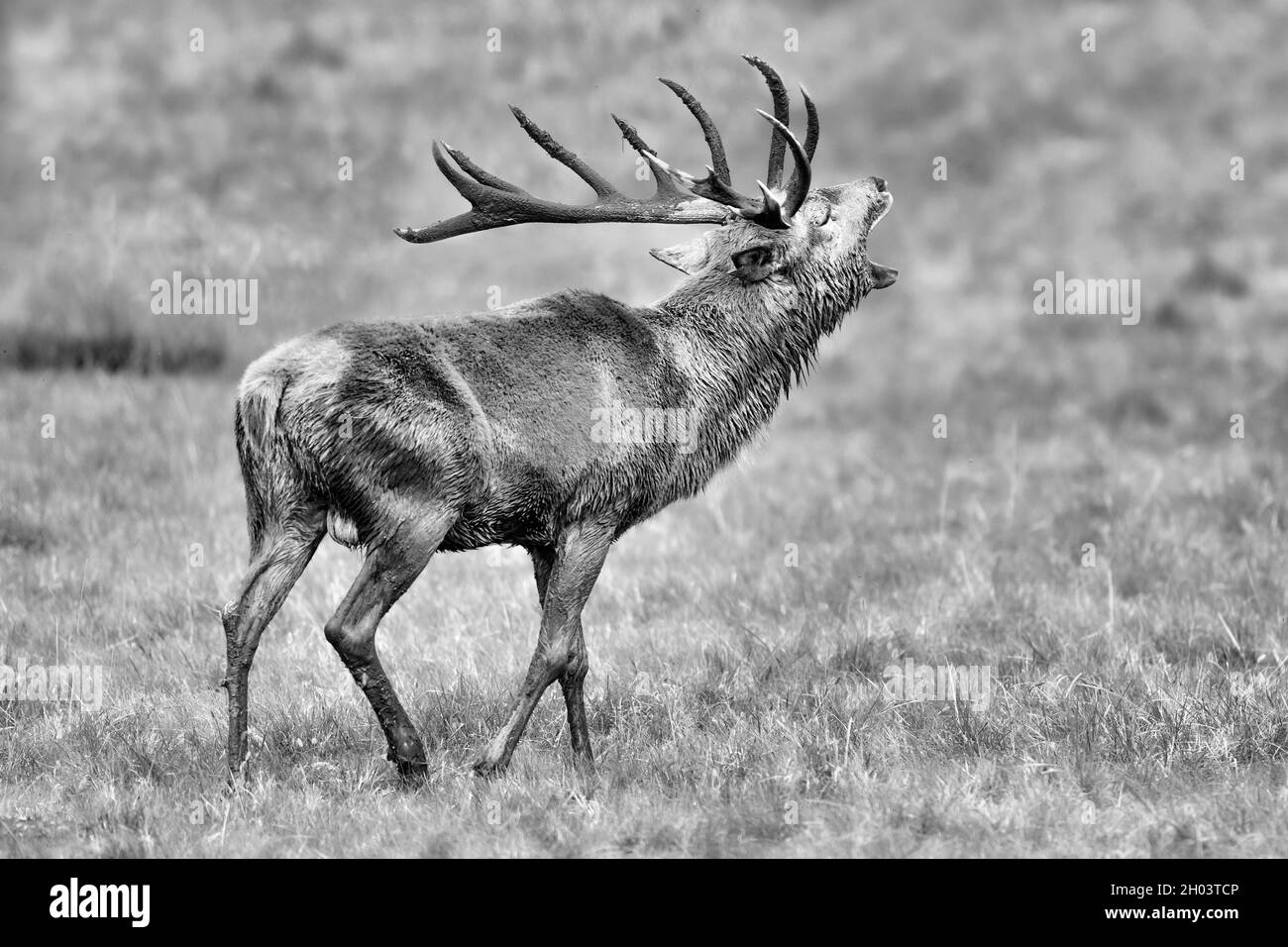 The rutting season, black and white portrait of majestic deer male  (Cervus elaphus) Stock Photo