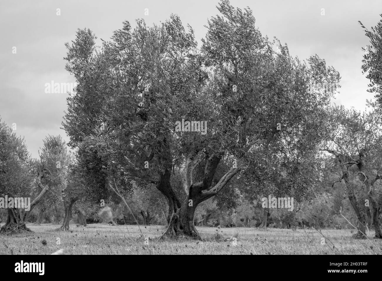 A beautiful old olive tree in an orchard of olives 2 Stock Photo