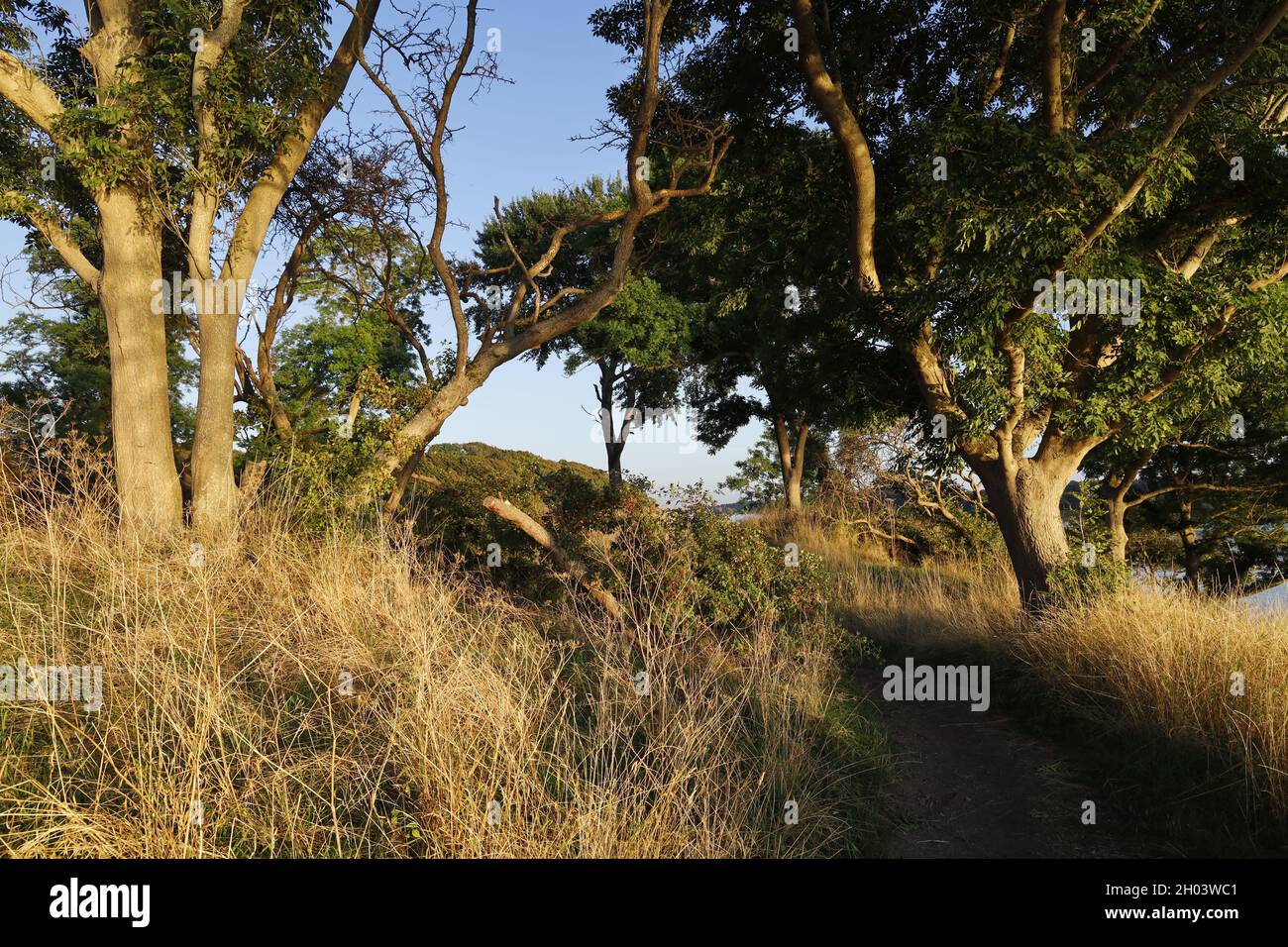 Hiking trail through a wild tropical forest Stock Photo - Alamy