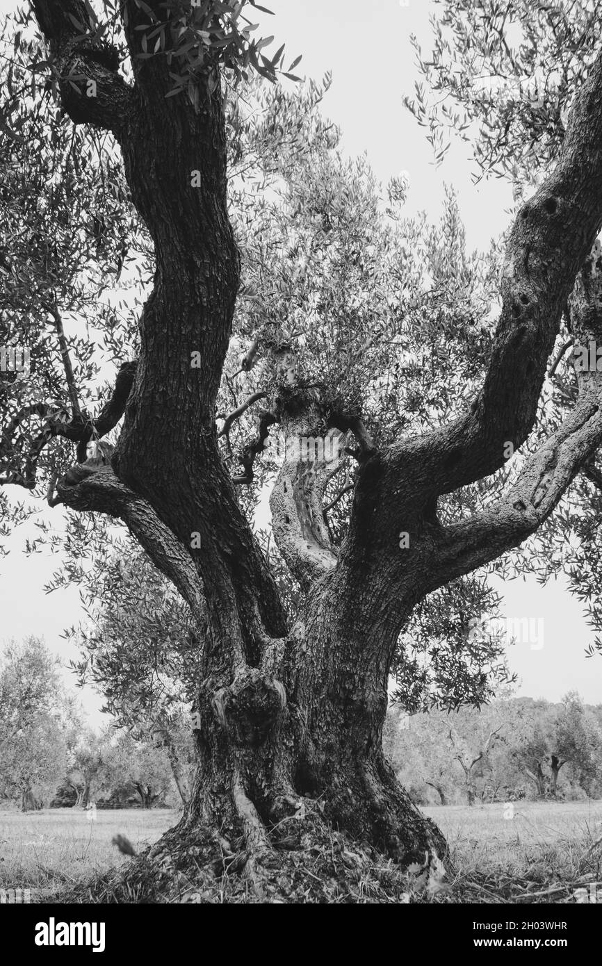 An old olive tree trunk, with gnarled wood 2 Stock Photo