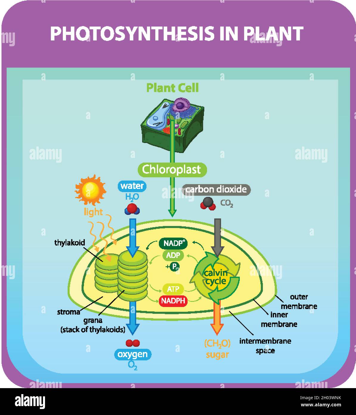 Photosynthesis Diagram