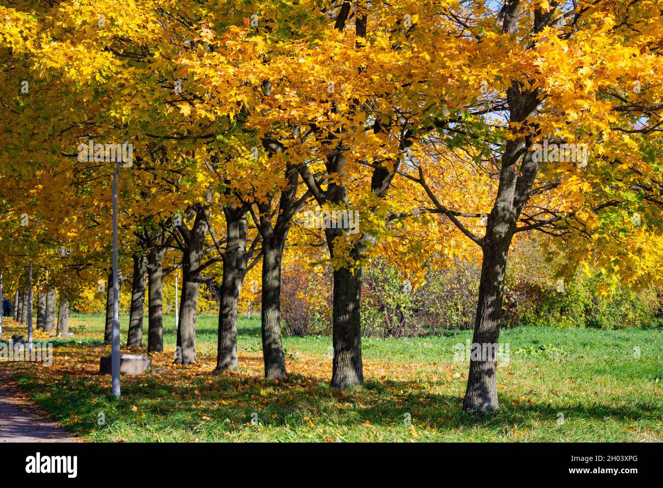 Autumn city park trees with golden foliage meadow landscape Stock Photo ...
