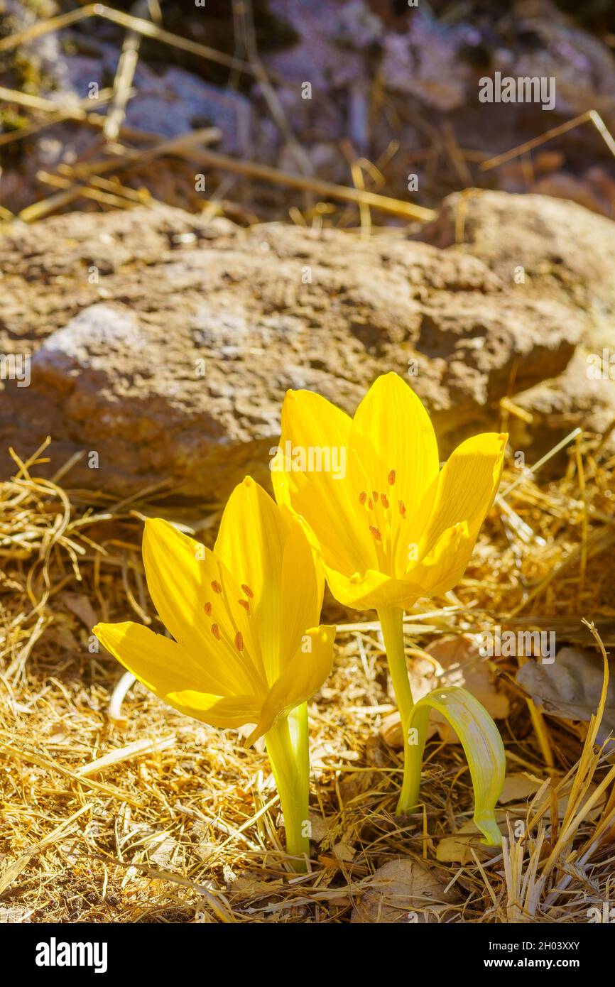 View of a Sternbergia wildflower, at autumn, in the Golan Heights, Northern Israel Stock Photo