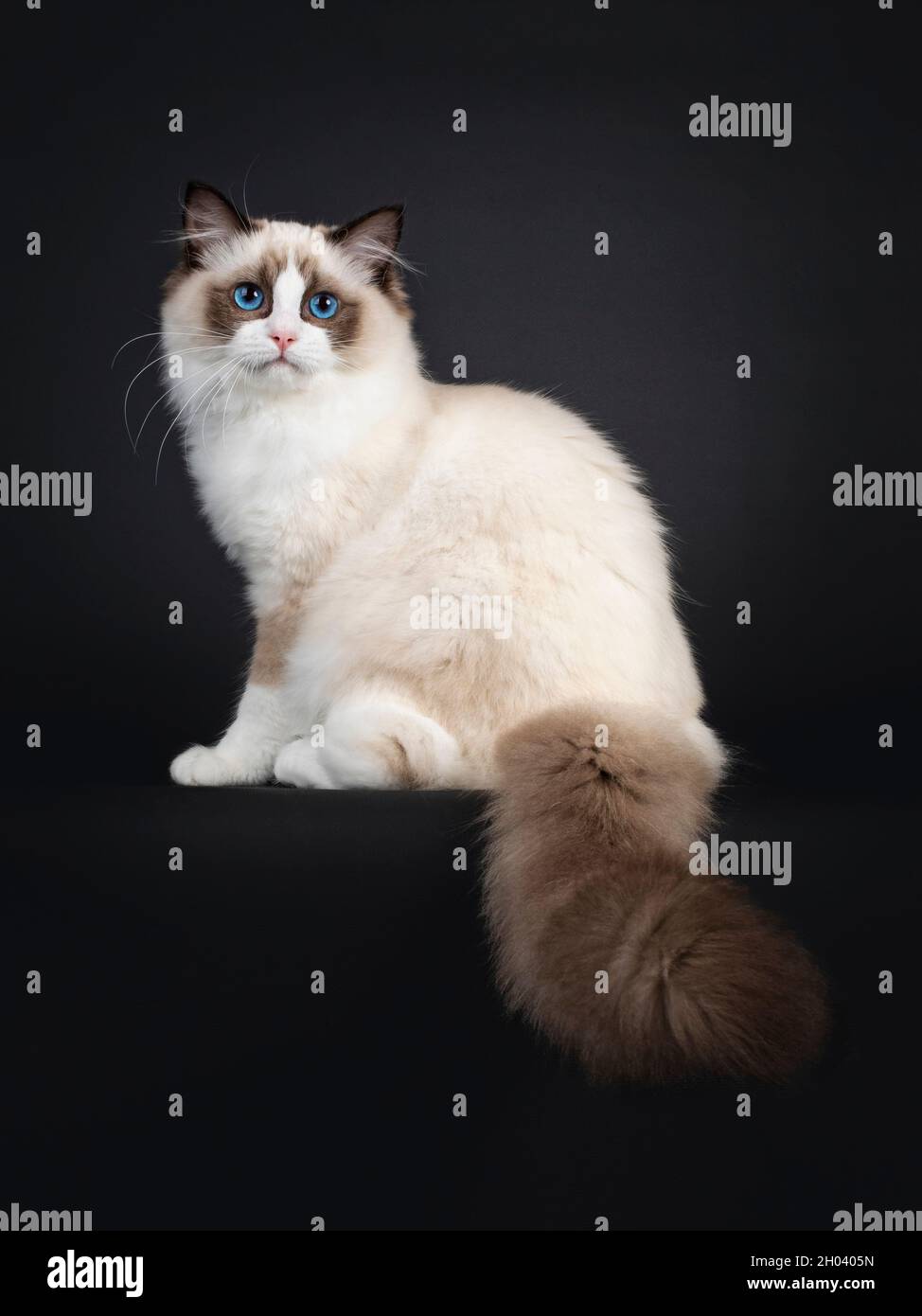 Cute seal bicolor Ragdoll cat kitten, sitting side ways on edge with tail hanging down. Looking to lens with mesmerizing blue eyes. Isolated on a blac Stock Photo