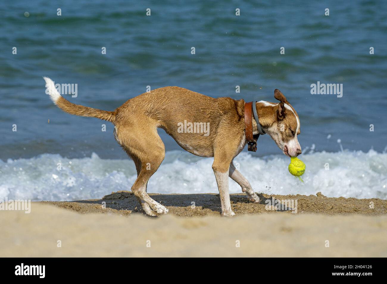 Beautiful shot of a cute dog playing with a ball on the beach Stock ...