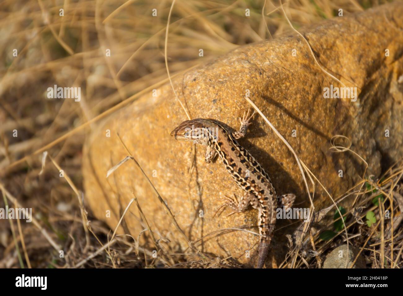 Lizard brown stone. A small reptilian animal. Excellent disguise, wild life of nature. A curious lizard basks in the sun among the beige neutral tones Stock Photo