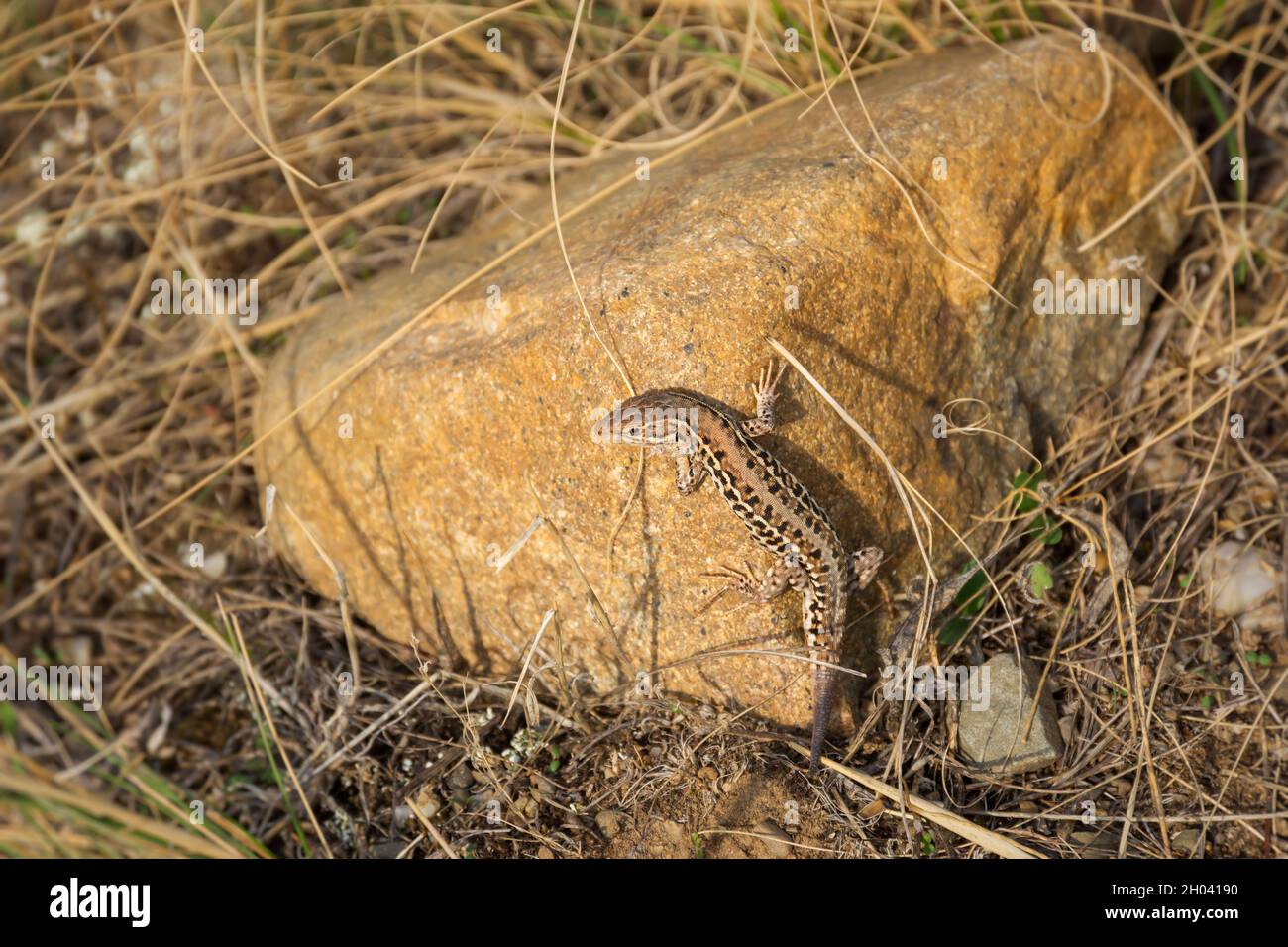 Lizard brown stone. A small reptilian animal. Excellent disguise, wild life of nature. A curious lizard basks in the sun among the beige neutral tones Stock Photo