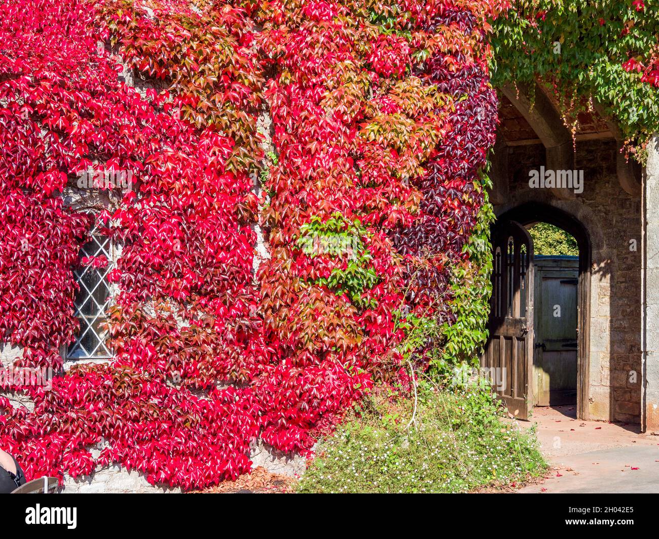 Beautiful red ivy Stock Photo