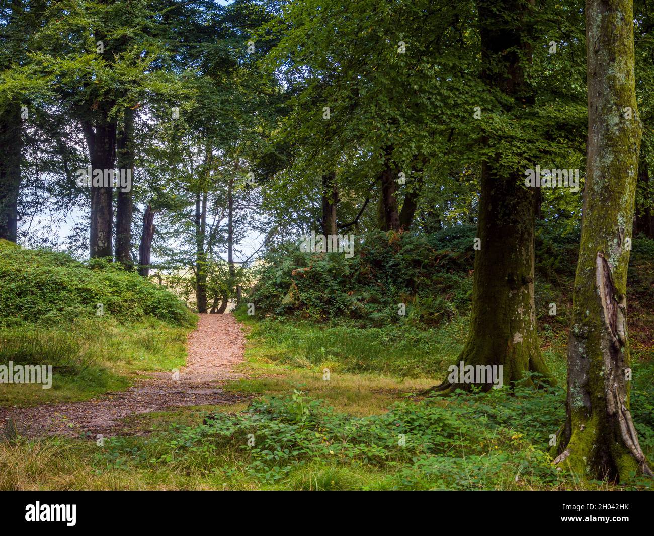 Woodbury Castle Devon Stock Photo Alamy