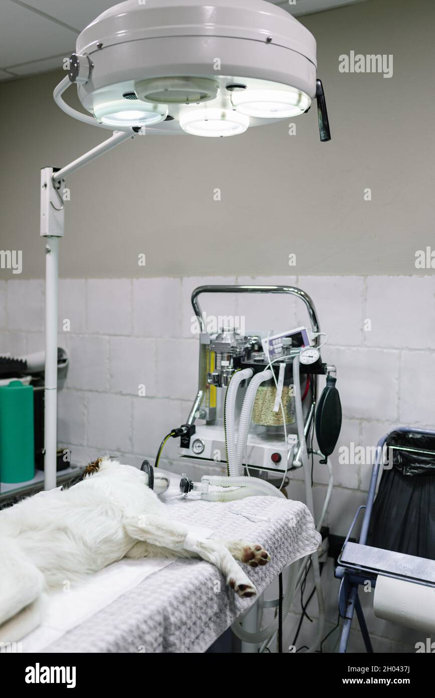 Anesthetized animal lying on an operating table ready for an intervention in a veterinary clinic. Stock Photo
