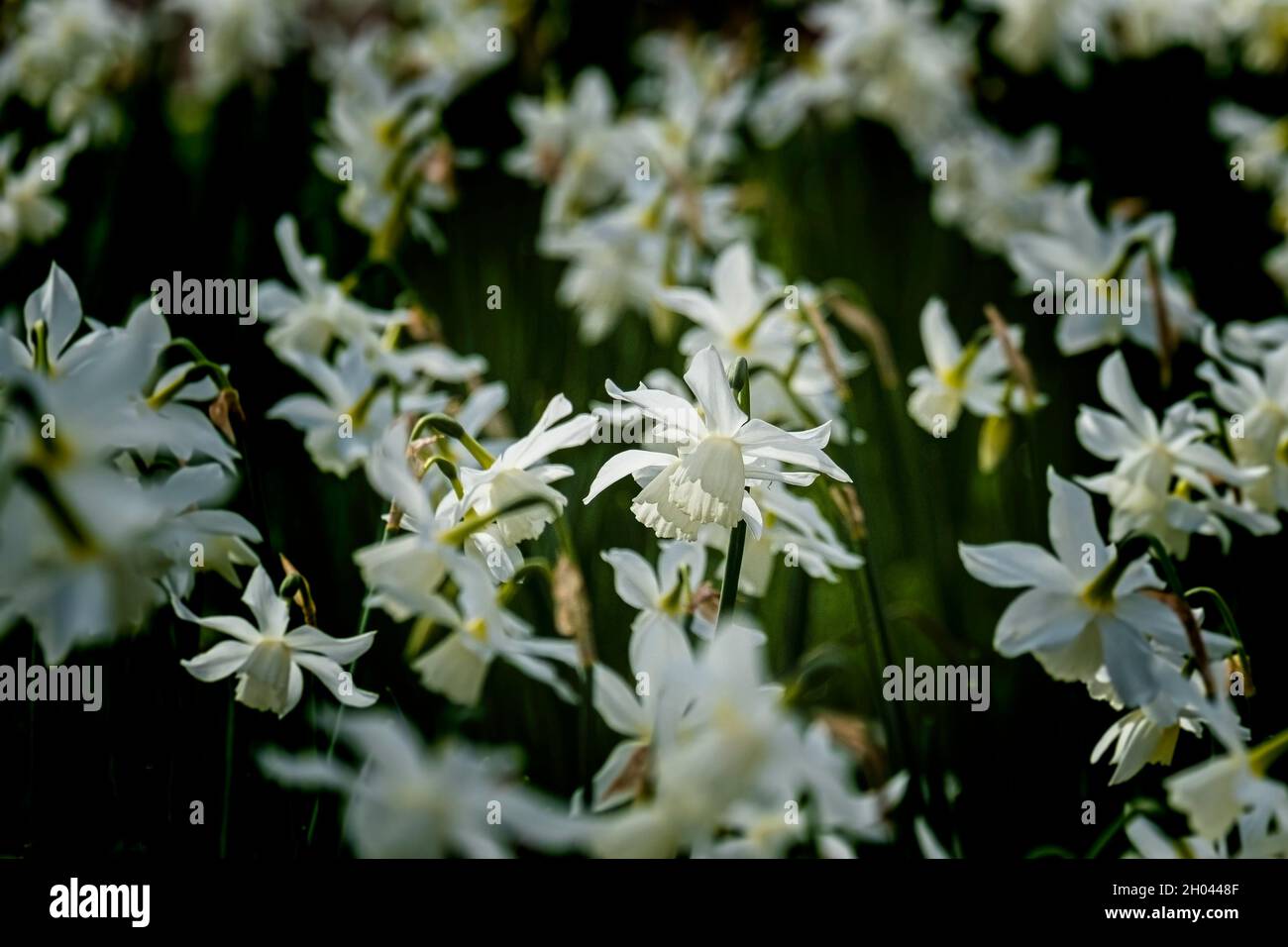 Pure white Daffodils Narcissus growing in a garden in Cornwall. Stock Photo