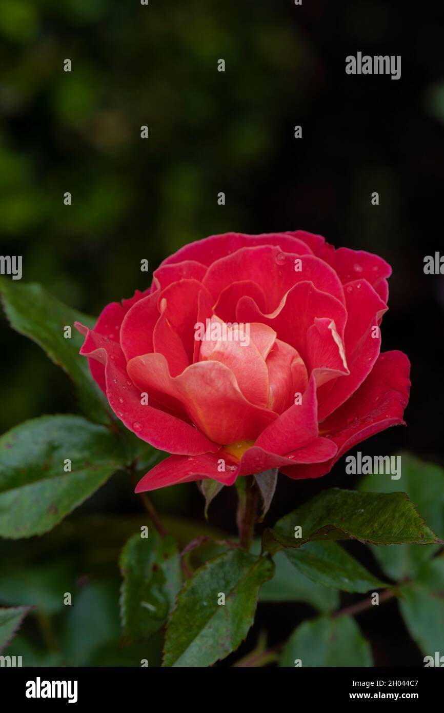 Droplets of water on the petals of a beautiful red rose in a garden. Stock Photo