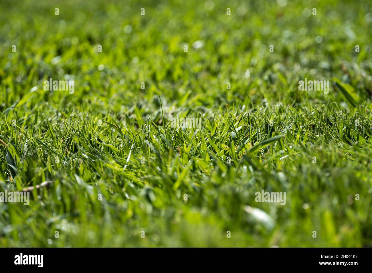 Close up of lush green grass lawn Stock Photo