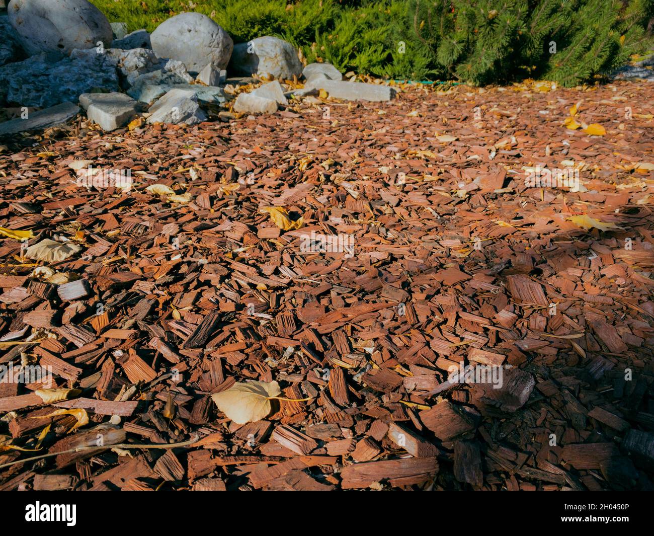 Brown wood chips on a flower bed. Autumn wooden bedding for flower beds