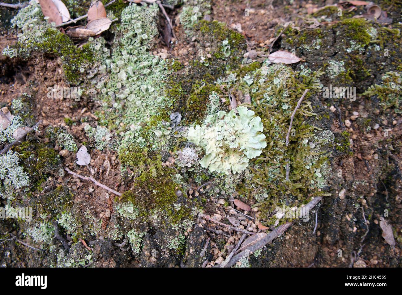 Different living organisms like plants in the forest. Natural light