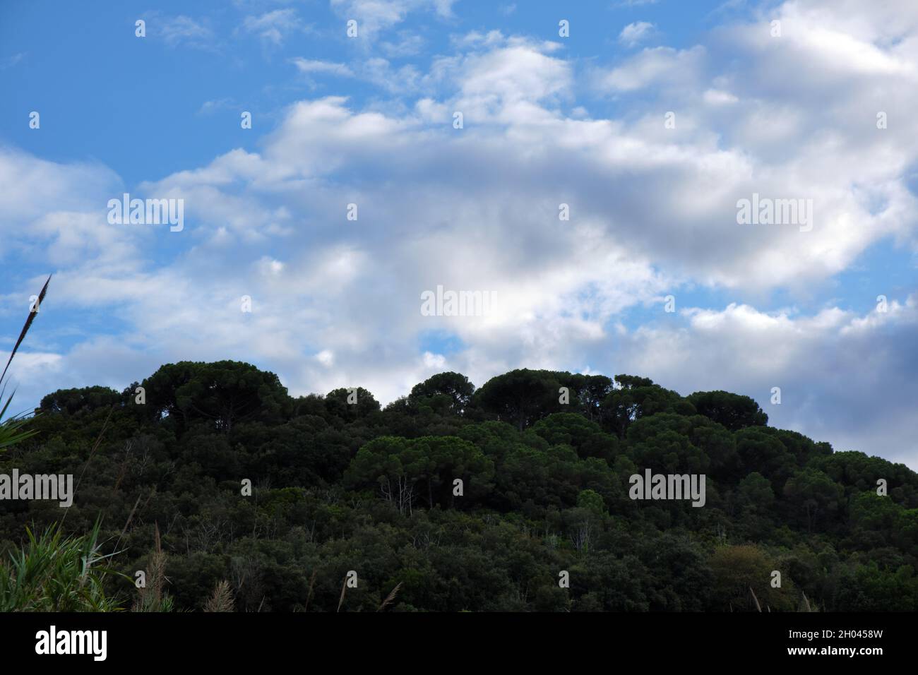 Lush group of trees at the top of a range of mountains. Blue sky with ...