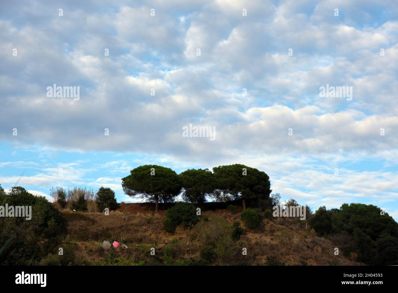 Lush group of trees at the top of a range of mountains. Blue sky with ...