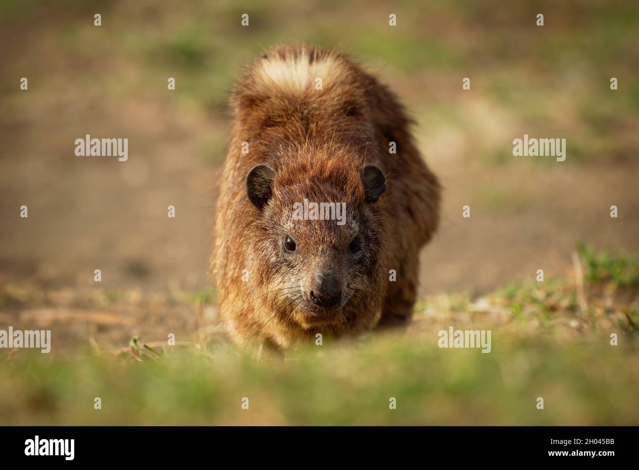 Rock Hyrax Procavia capensis also dassie, Cape hyrax, rock rabbit and